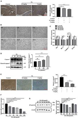 miR-153-3p Targets βII Spectrin to Regulate Formaldehyde-Induced Cardiomyocyte Apoptosis